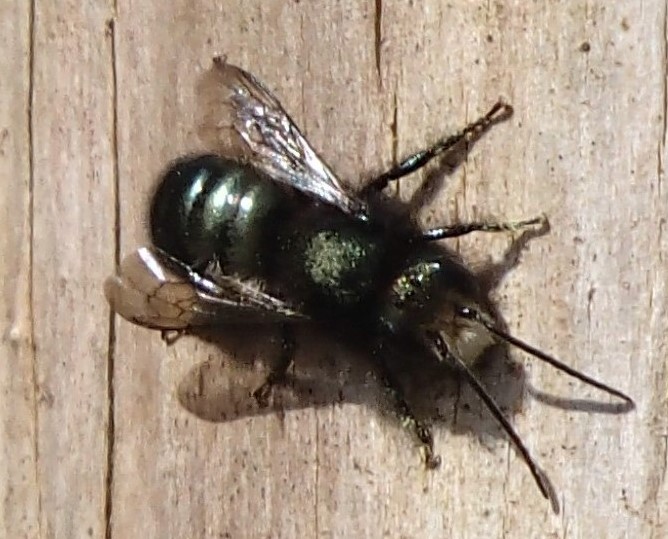 Blue orchard bee